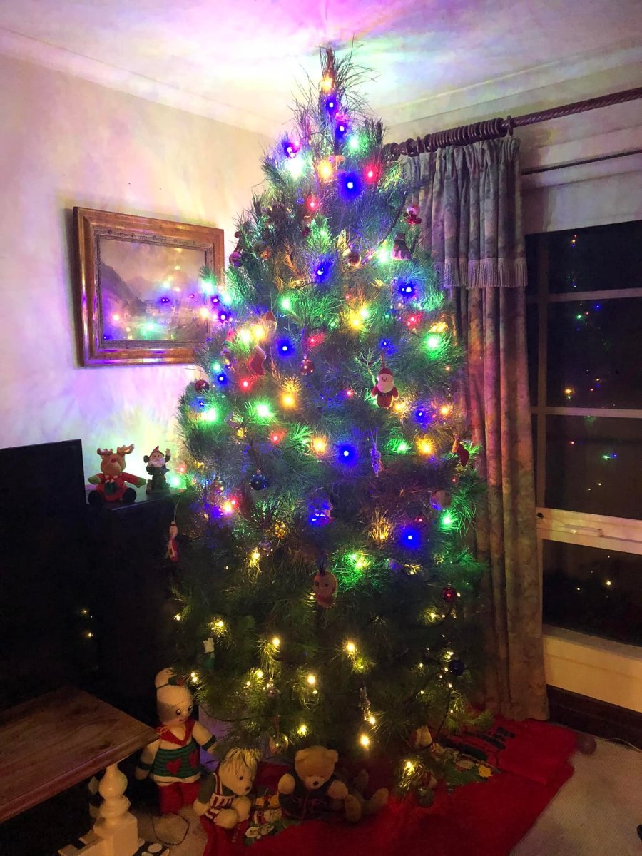 Real or fake Christmas Tree? Everyday Chat Everybump Parenting